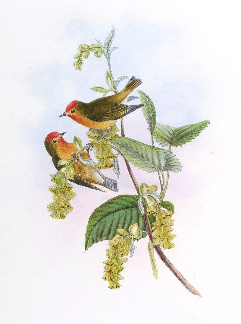 Fire-capped Tit (Cephalopyrus flammiceps) photo