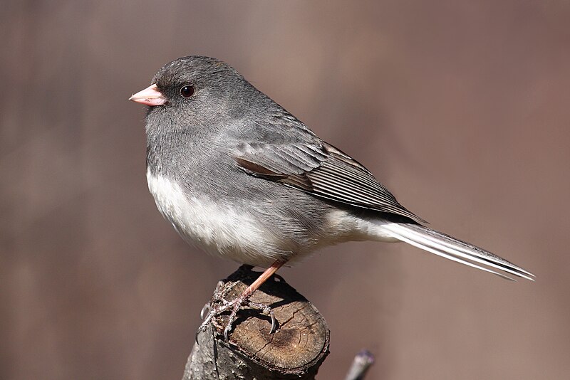 Dark-eyed Junco (Junco hyemalis) photo