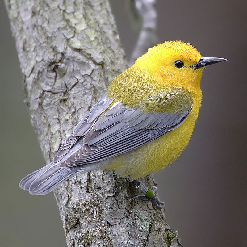 Prothonotary Warbler (Protonotaria citrea) photo