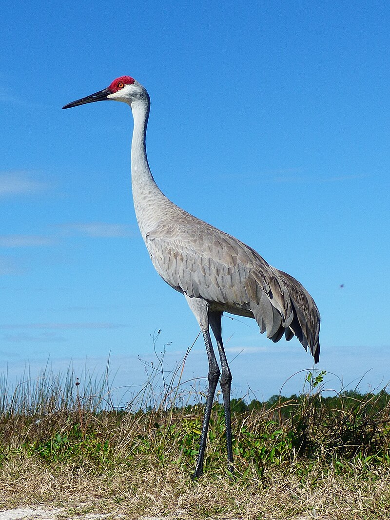 Sandhill Crane (Antigone canadensis) photo