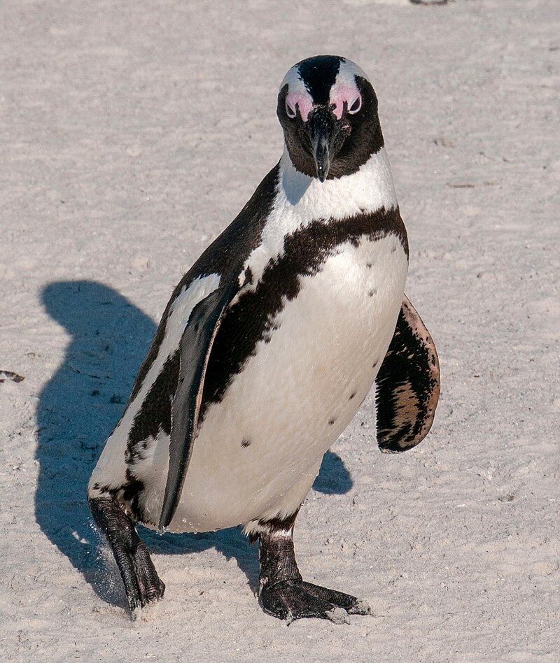 African Penguin (Spheniscus demersus) photo