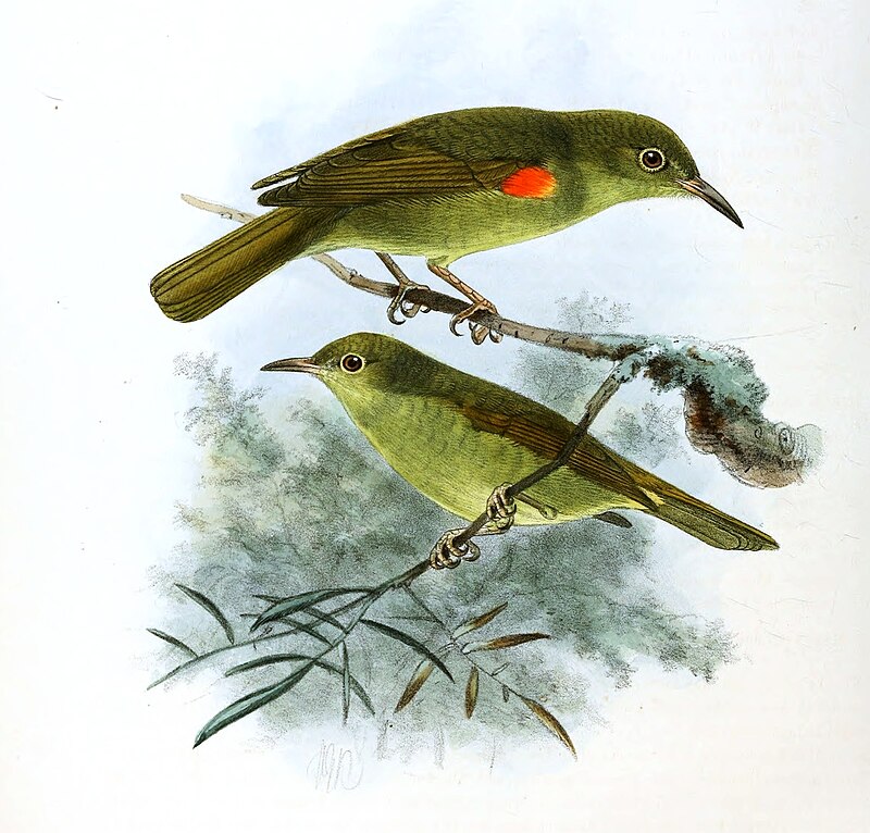 Fraser's Sunbird (Deleornis fraseri) photo