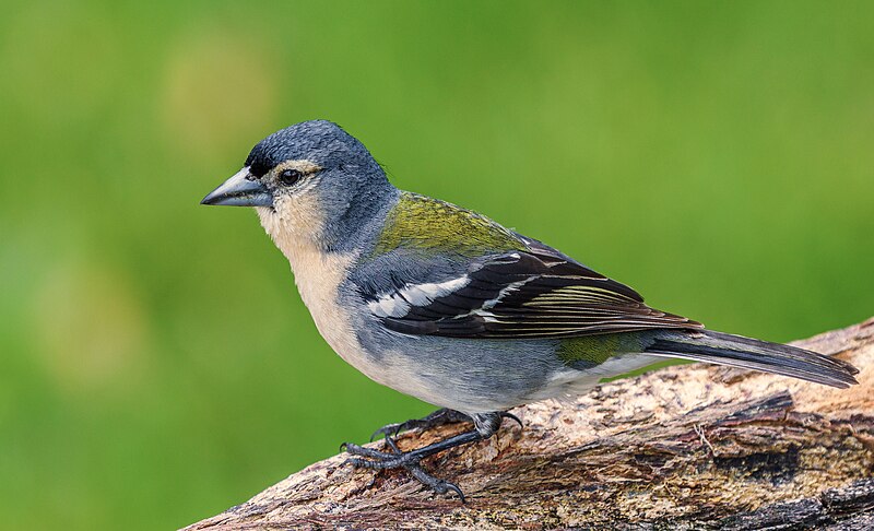 Azores Chaffinch (Fringilla moreletti) photo