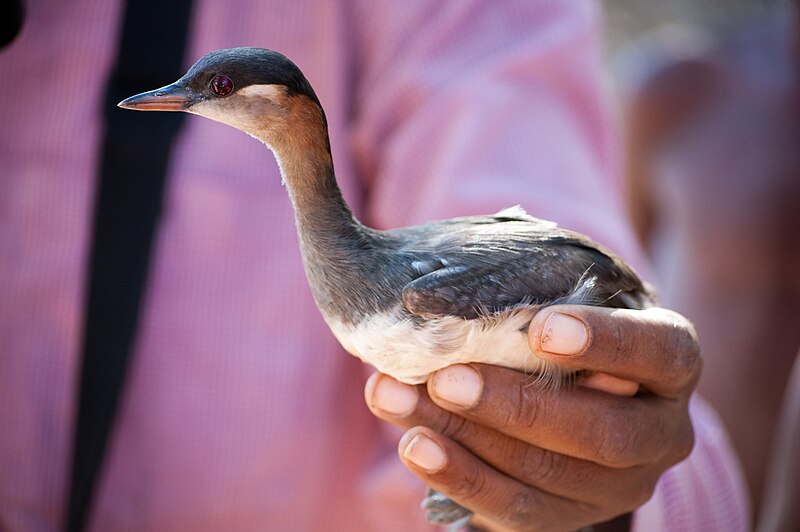 Madagascar Grebe (Tachybaptus pelzelnii) photo