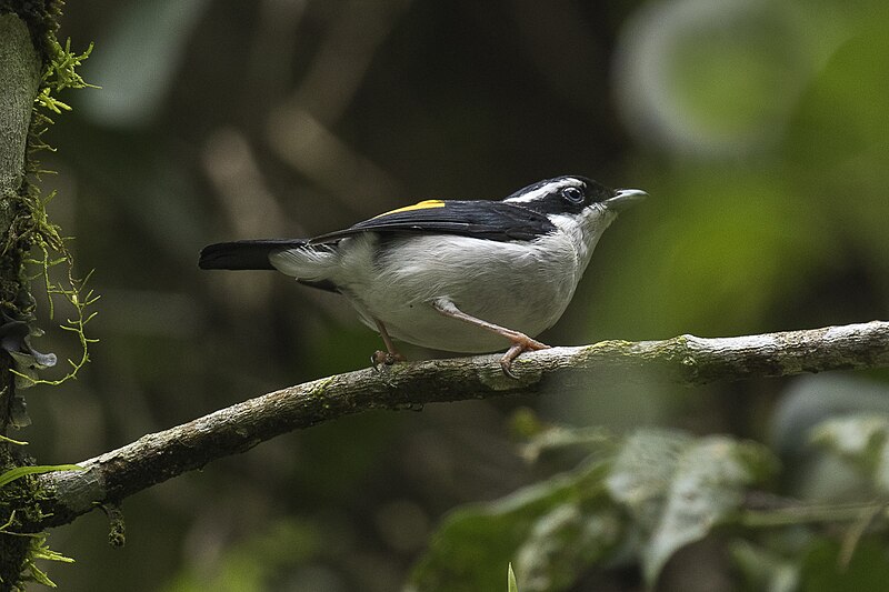 Pied Shrike-Babbler (Pteruthius flaviscapis) photo