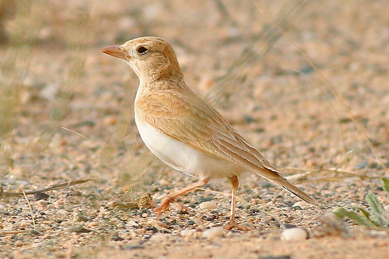 Dunn's Lark (Eremalauda dunni) photo