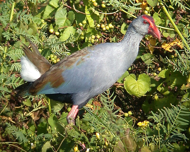 Philippine Swamphen (Porphyrio pulverulentus) photo