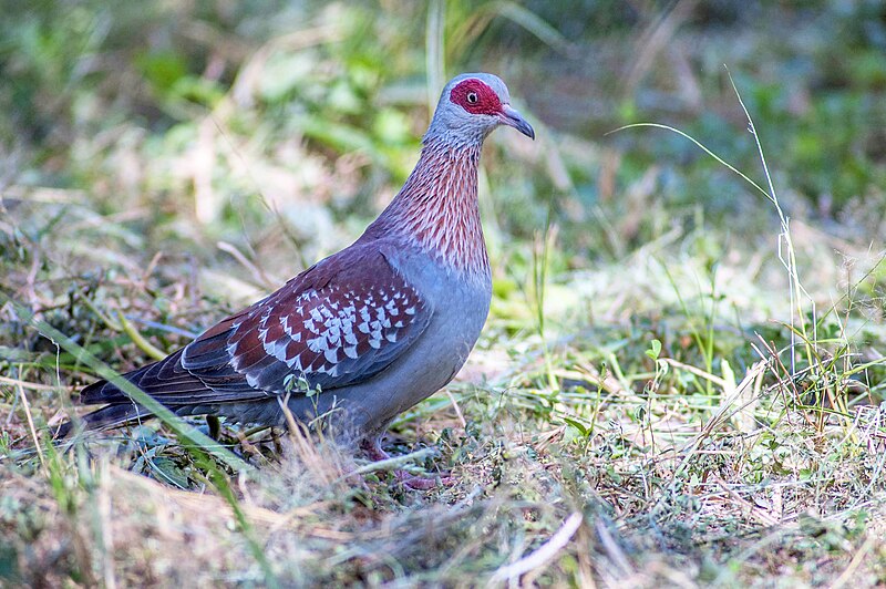 Speckled Pigeon (Columba guinea) photo