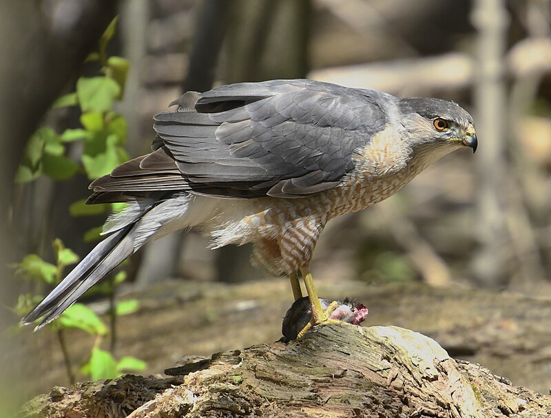 Cooper's Hawk (Astur cooperii) photo