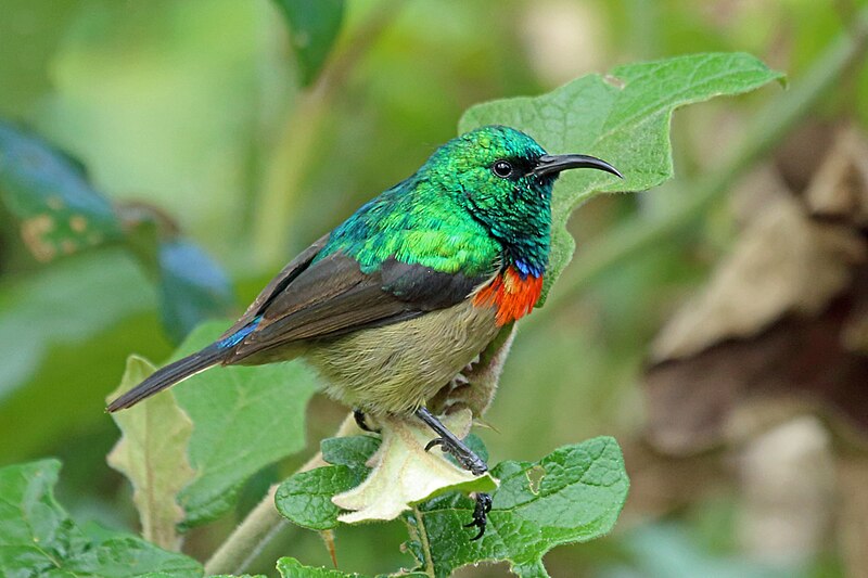 Moreau's Sunbird (Cinnyris moreaui) photo