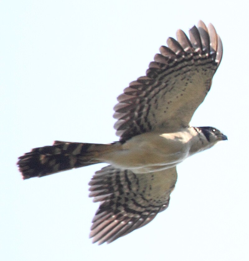 Collared Forest-Falcon (Micrastur semitorquatus) photo