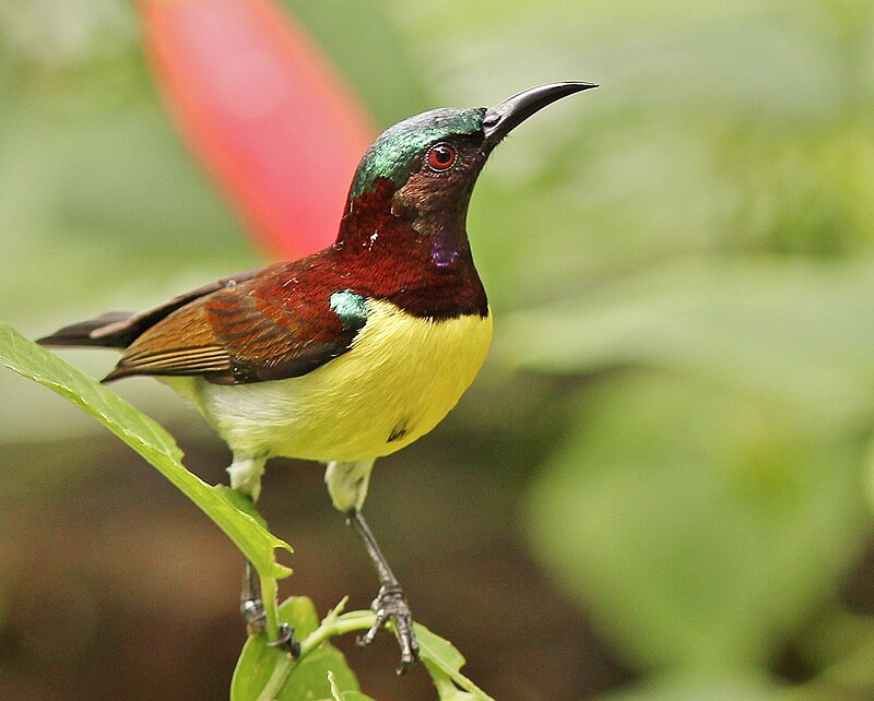 Purple-rumped Sunbird (Leptocoma zeylonica) photo