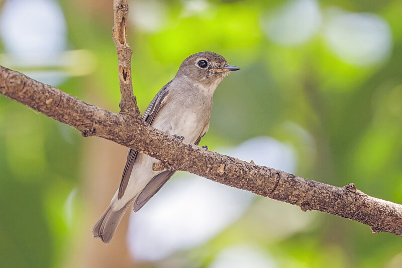 Asian Brown Flycatcher (Muscicapa dauurica) photo