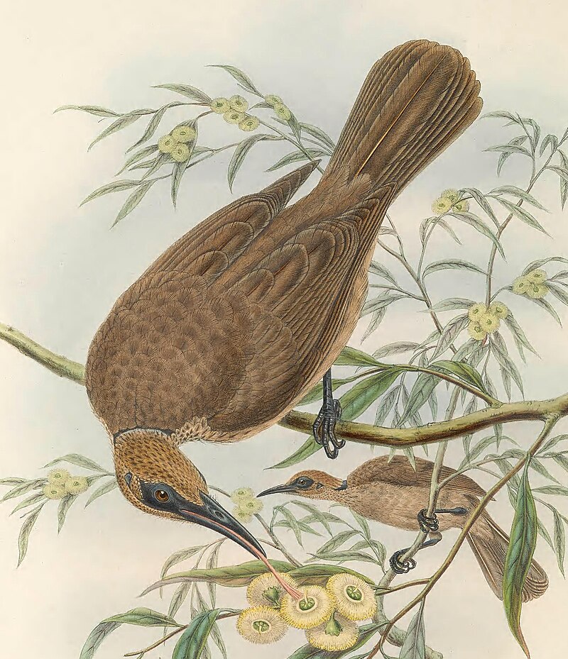Tanimbar Friarbird (Philemon plumigenis) photo