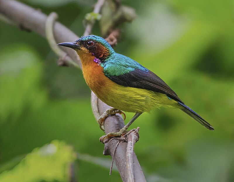 Ruby-cheeked Sunbird (Chalcoparia singalensis) photo