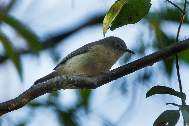Common Newtonia (Newtonia brunneicauda) photo
