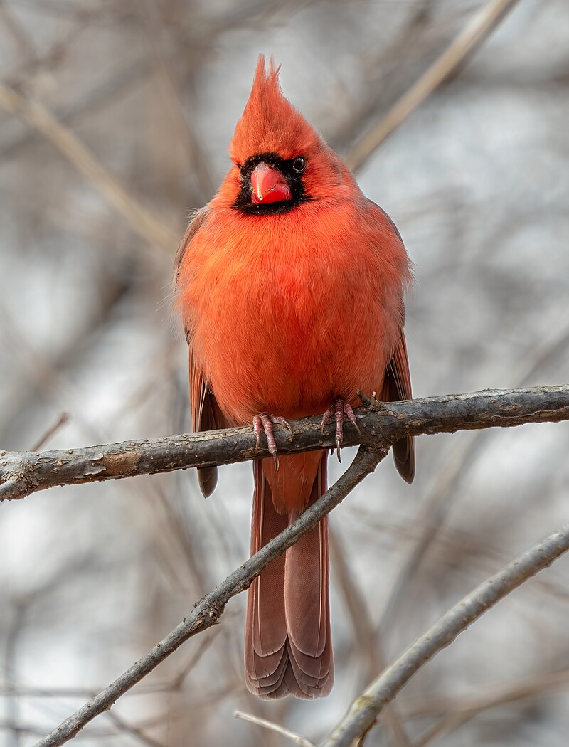 Northern Cardinal (Cardinalis cardinalis) photo