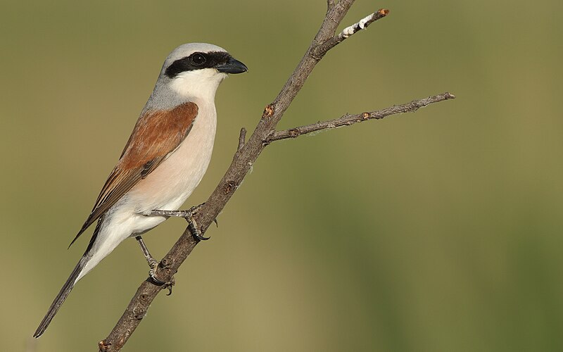 Red-backed Shrike (Lanius collurio) photo