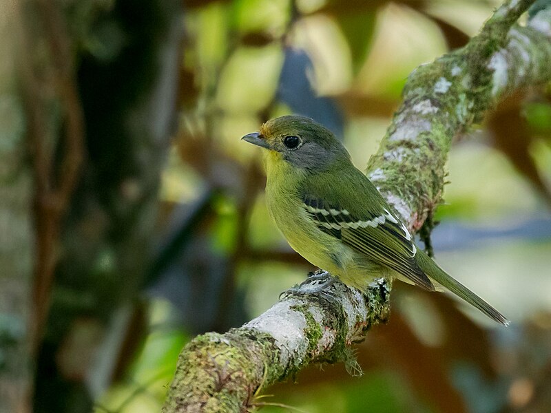 Wing-barred Piprites (Piprites chloris) photo