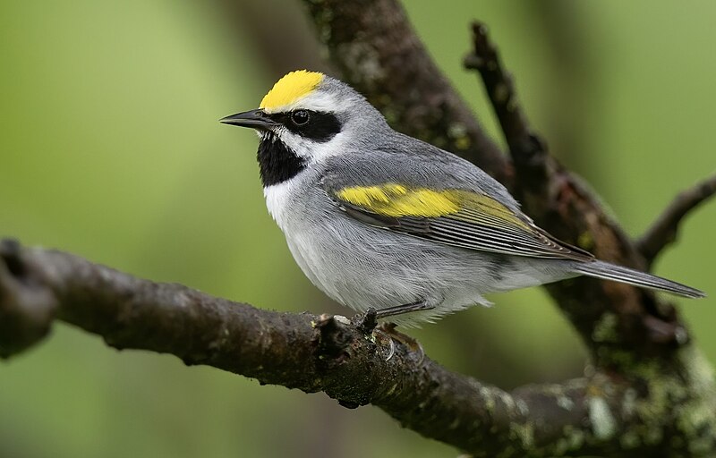 Golden-winged Warbler (Vermivora chrysoptera) photo