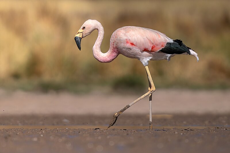 Andean Flamingo (Phoenicoparrus andinus) photo