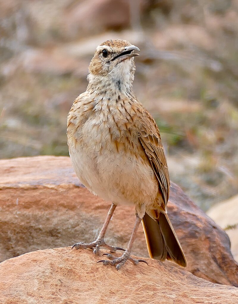 Eastern Long-billed Lark (Certhilauda semitorquata) photo