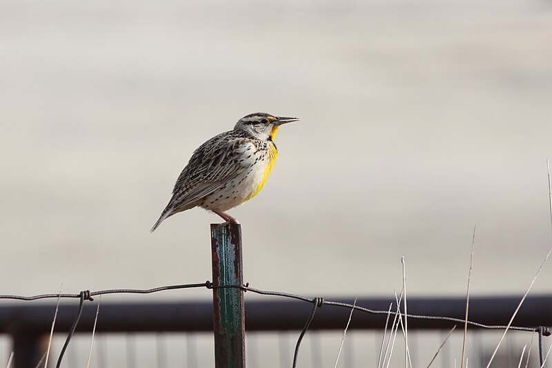 Chihuahuan Meadowlark (Sturnella lilianae) photo