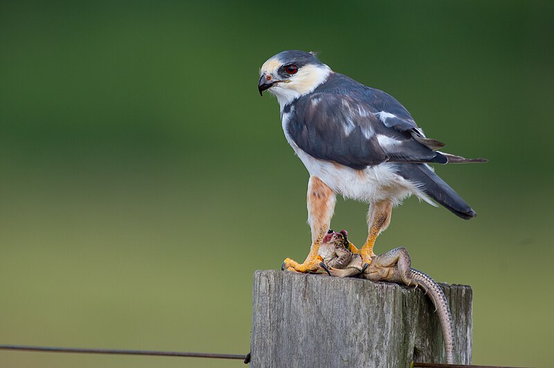 Pearl Kite (Gampsonyx swainsonii) photo