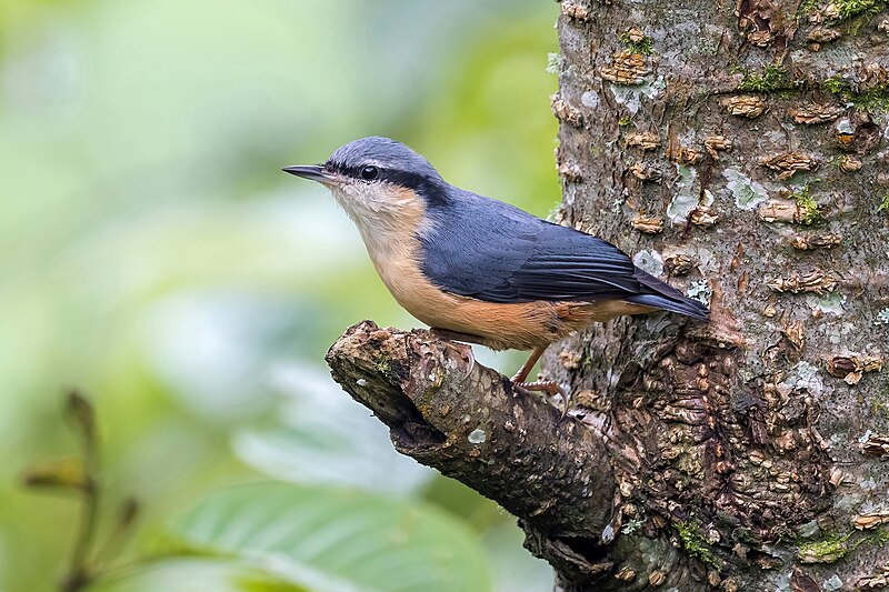 White-tailed Nuthatch (Sitta himalayensis) photo