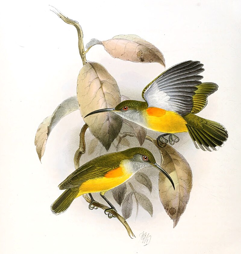 Orange-tufted Spiderhunter (Arachnothera flammifera) photo