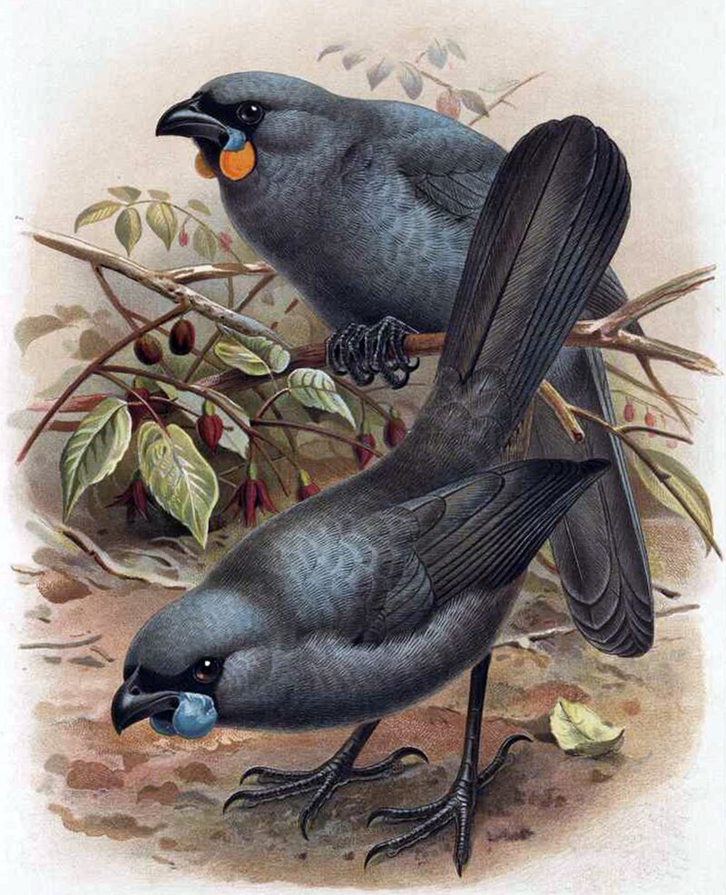 South Island Kokako (Callaeas cinereus) photo