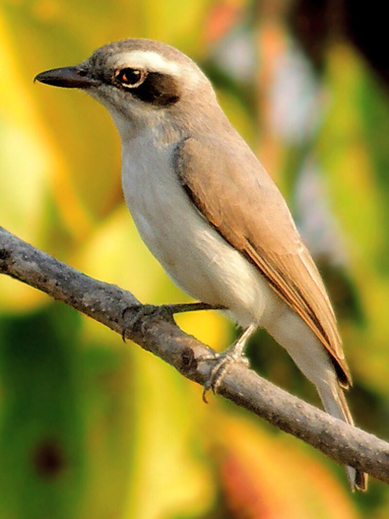 Common Woodshrike (Tephrodornis pondicerianus) photo