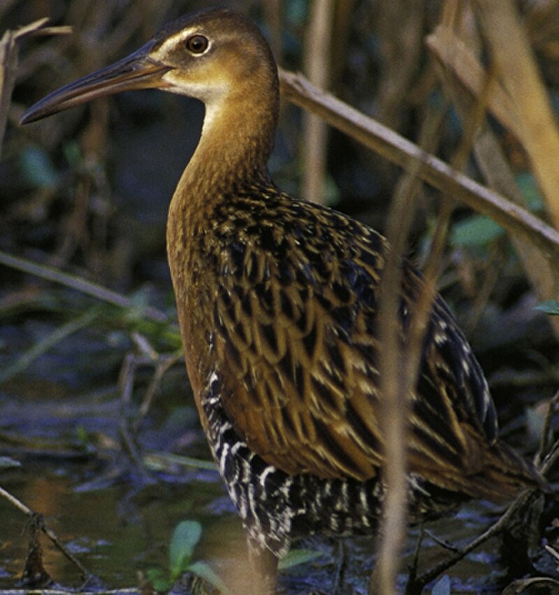 King Rail (Rallus elegans) photo
