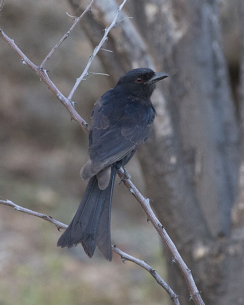 Sharpe's Drongo (Dicrurus sharpei) photo