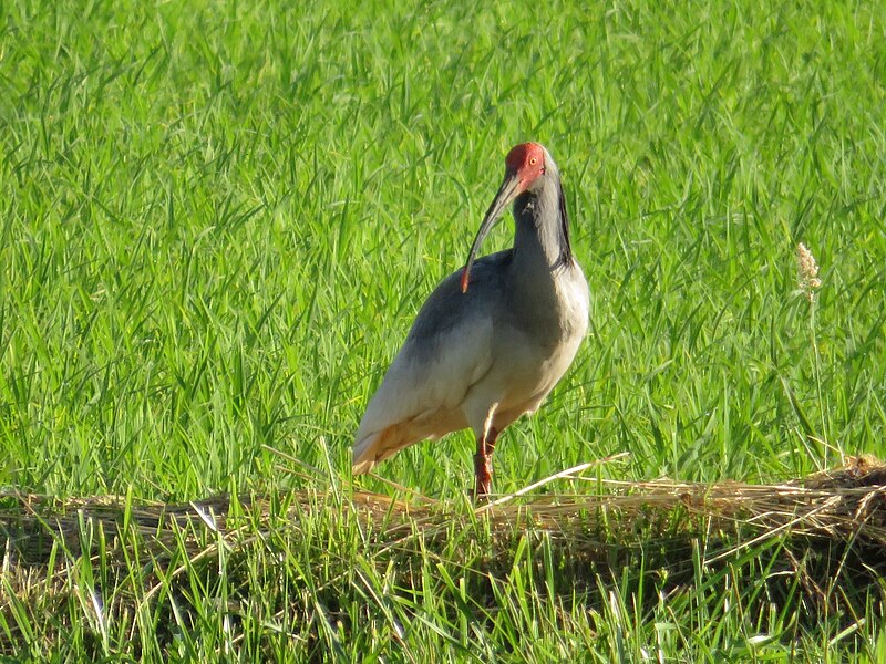 Crested Ibis (Nipponia nippon) photo