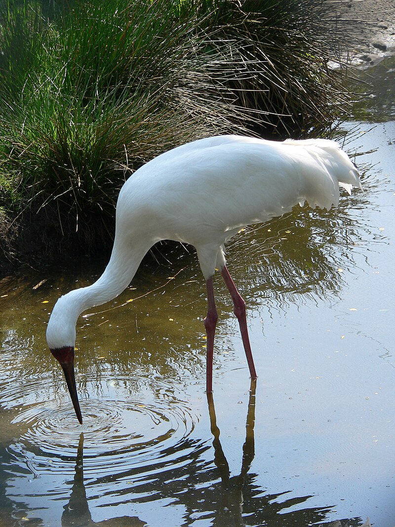 Siberian Crane (Leucogeranus leucogeranus) photo