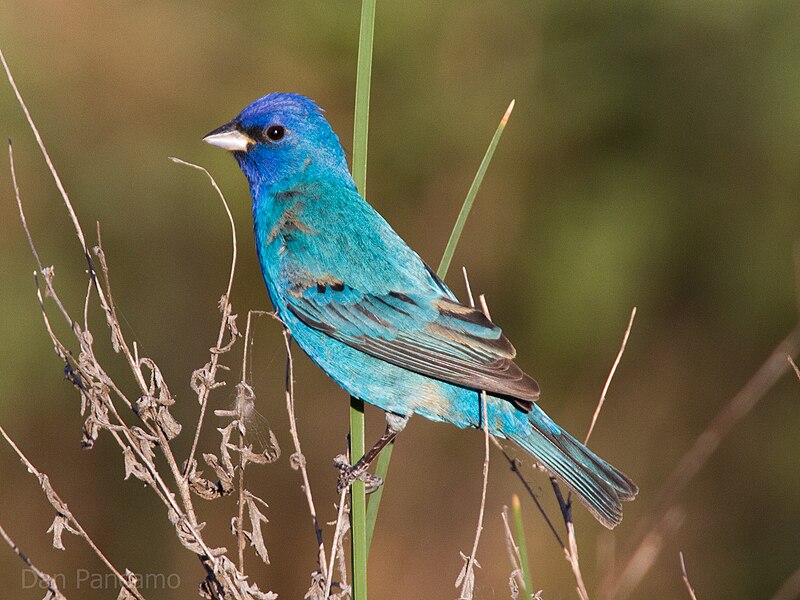 Indigo Bunting (Passerina cyanea) photo