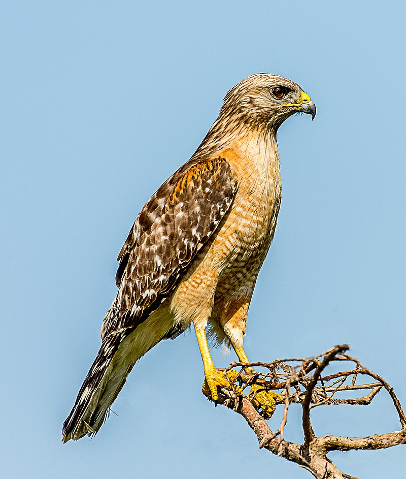 Red-shouldered Hawk (Buteo lineatus) photo