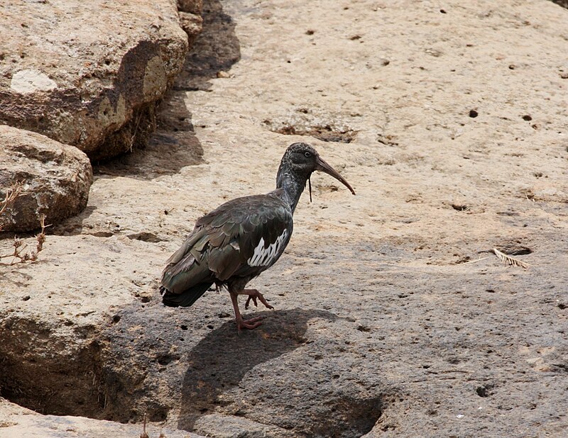 Wattled Ibis (Bostrychia carunculata) photo