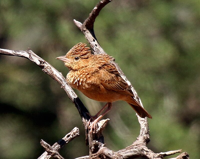 Eastern Clapper Lark (Corypha fasciolata) photo
