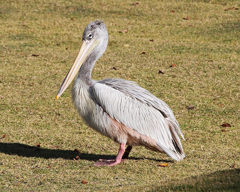 Pink-backed Pelican (Pelecanus rufescens) photo