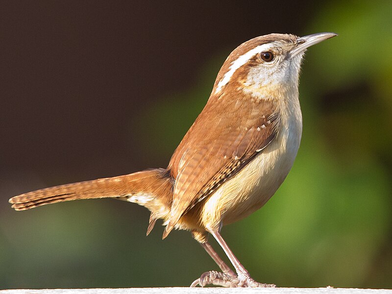 Carolina Wren (Thryothorus ludovicianus) photo