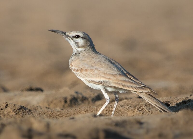 Greater Hoopoe-Lark (Alaemon alaudipes) photo