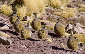 Puna Tinamou (Tinamotis pentlandii) photo