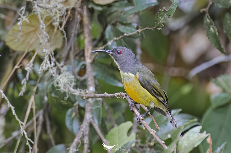 Apo Sunbird (Aethopyga boltoni) photo
