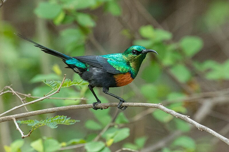 Black-bellied Sunbird (Cinnyris nectarinioides) photo