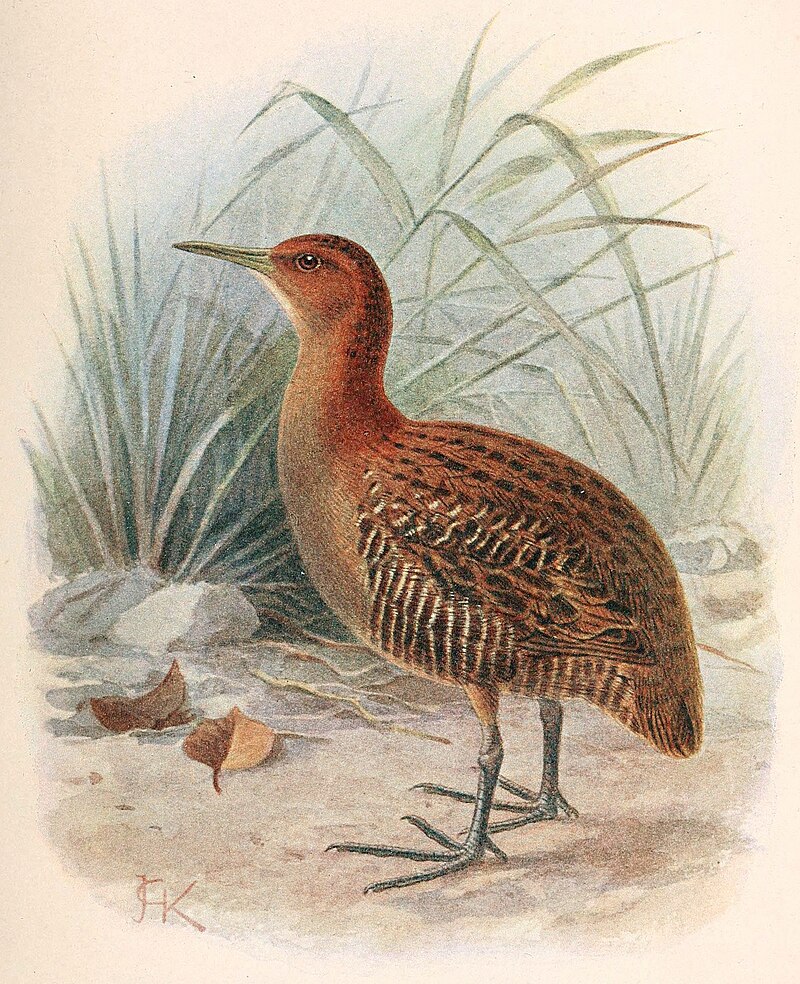 Auckland Islands Rail (Lewinia muelleri) photo