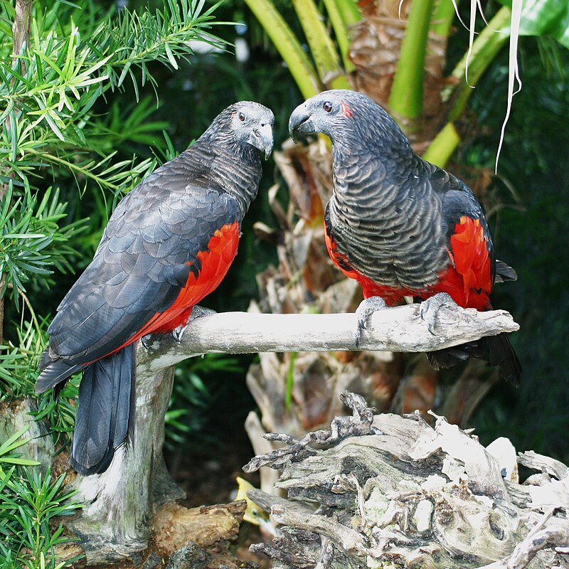 Pesquet's Parrot (Psittrichas fulgidus) photo
