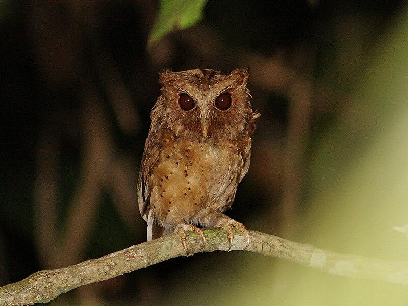 Reddish Scops-Owl (Otus rufescens) photo