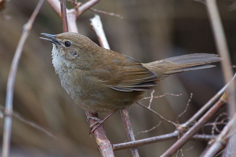 Taiwan Bush Warbler (Locustella alishanensis) photo